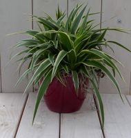 Chlorophytum in donkerrode pot 25 cm - Warentuin Natuurlijk - thumbnail
