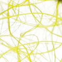 Vaessen Creative • sizoweb 5mx10cm lichtgeel