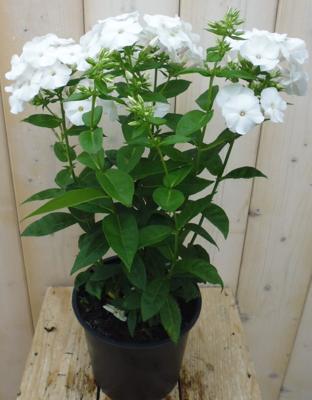 Vlambloem Phlox wit - Warentuin natuurlijk