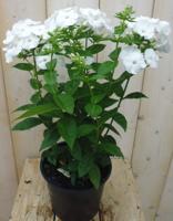 Vlambloem Phlox wit - Warentuin natuurlijk
