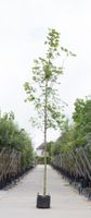 Noorse esdoorn Acer pl. Emmerald Queen h 350 cm st. omtrek 12 cm - Warentuin Natuurlijk - thumbnail