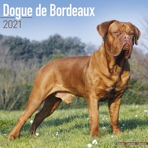 Kalender 2025 Bordeaux Dog