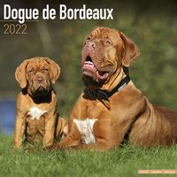 Kalender 2025 Bordeaux Dog