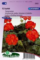 Pelargonium Hortorum zaden F2 Scarlet tuingeranium