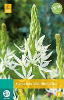 Camassia leichtlinii Alba 2 bollen - Jub
