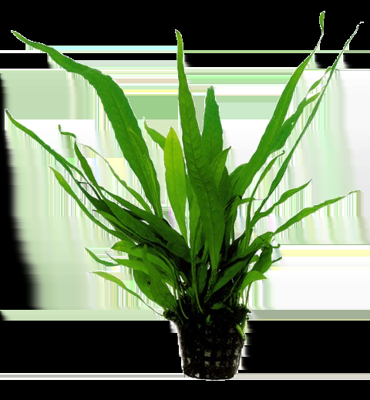 AquaVitaal Microsorum Pteropus