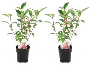 Set van 2 Hydrangea Pink Diamond