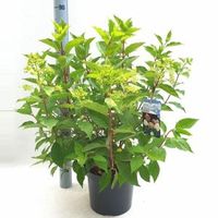 Hydrangea Paniculata "Phantom" pluimhortensia - 50-60 cm - 1 stuks - thumbnail