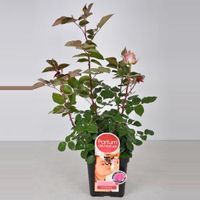 Grootbloemige roos Parfum de Nature (rosa "Beverly"®) - C5 - 1 stuks