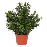 Groene Buxus kunstplanten in pot - 31 cm - Kantoor/huiskamer - nep/namaak planten