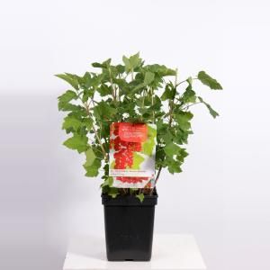 Rode bes (ribes rubrum "Jonkheer van Tets") fruitplanten - In 5 liter pot - 1 stuks