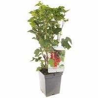 Rode bes (ribes rubrum "Jonkheer van Tets") fruitplanten - In 5 liter pot - 1 stuks - thumbnail