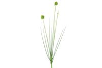 Allium cepa groen Countryfield - Countryfield