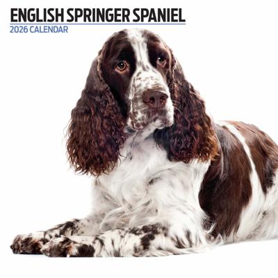 Engelse Springer Spaniel Modern Kalender 2026
