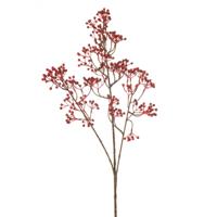 Rosehip