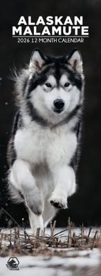 Alaskan Malamute Slimline Kalender 2026