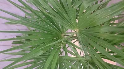 Winterharde Palmboom Trachycarpus Fortunei stamhoogte 20 cm en hoogte 110 cm - Warentuin natuurlijk