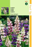 Lupinus Nanus Pixie Delight Gemengd - Hortitops