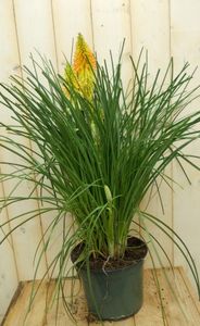 Vuurpijl Kniphofia Bloem Kleurwisselt - Warentuin natuurlijk