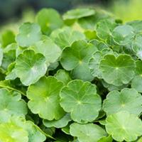 Moerings Hydrocotyle vulgaris - Gewone waternavel