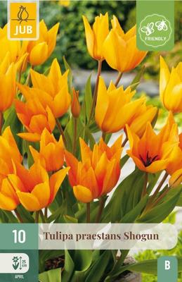 Tulp praestans shogun 10 bollen