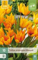 Tulp praestans shogun 10 bollen