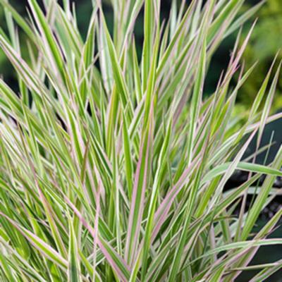 Moerings Phalaris arundinacea Picta - Kanariegras