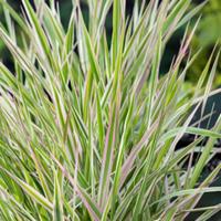 Moerings Phalaris arundinacea Picta - Kanariegras
