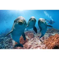 Spatscherm Dolfijnen - 70x50 cm