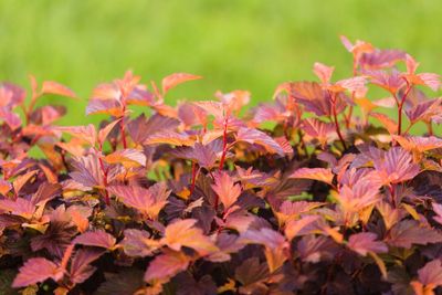 Sneeuwbalspirea