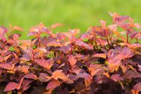 Sneeuwbalspirea - thumbnail