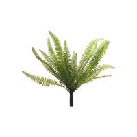 Nephrolepis Boston green 40 cm kunstplant Erutan Avon - Erutan avon