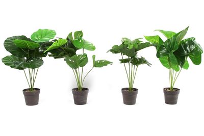 Alocasia Lihue Alocasia Lihue