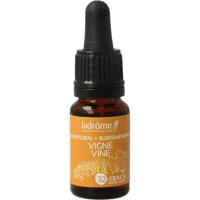 Ladrome Vine bio