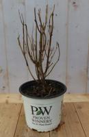 Hortensia Annable Wit - Warentuin natuurlijk