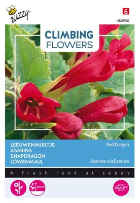 Flowering Asarina Red Dragon - Buzzy