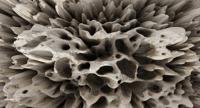 Muance Muance Fotobehang Coral on the wall - MU13095