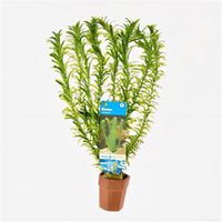 Elodea densa - 10 stuks - aquarium plant - thumbnail