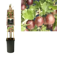 Klimplant Ribes uva-crispa Hinnomäki Röd - Sierbes