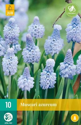 Muscari azureum 10 stuks