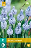 Muscari azureum 10 stuks