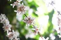 Witte forsythia