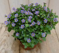 Bitterblad Exacum Affine blauw paars kamerplant Warentuin Natuurlijk - Warentuin natuurlijk