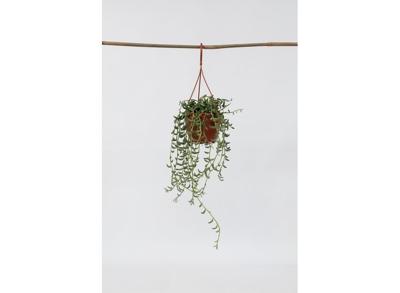 Senecio 'String of Bananas' hanging plant