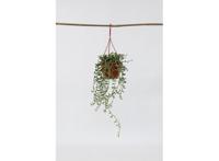 Senecio 'String of Bananas' hanging plant