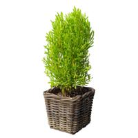 Planten/bloemen mand - vierkant - rotan - gevlochten riet - L33 x B33 x H30 cm - plantenpot
