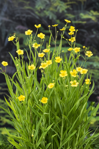 Grote Boterbloem / Ranunculus lingua