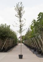 Steeneik Quercus ilex h 225 cm st. omtrek 5 cm st. h 170 cm - Warentuin Natuurlijk - thumbnail