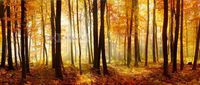 Karo-art Schilderij - Bos in de herfst, Multikleur , 2 maten , print op canvas, premium print - thumbnail