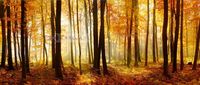 Karo-art Schilderij - Bos in de herfst, Multikleur , 2 maten , print op canvas, premium print